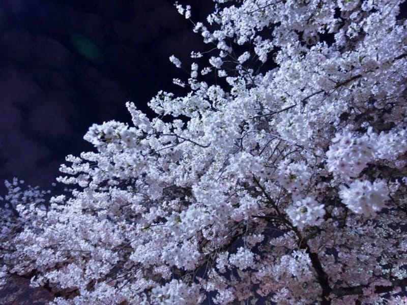 「花明かり」に誘われて漫ろ歩き……