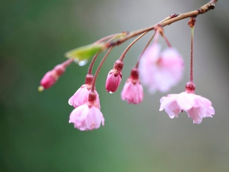 「桜雨」「桜流し」「花の雫」……桜言葉を使うと雨も風雅に