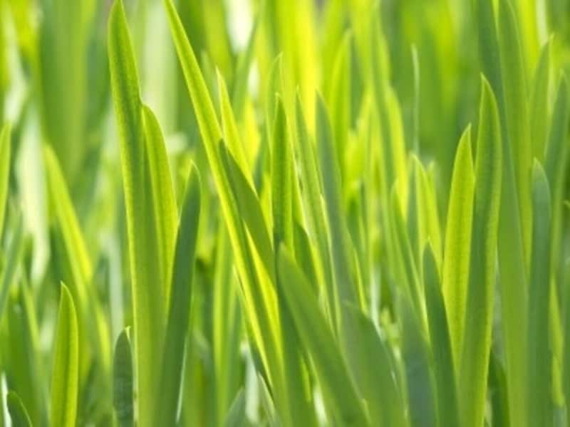 菖蒲の強い香りは邪気を払うといわれている