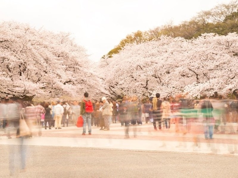 「桜人」が多い時期。「花疲れ」と言ってみれば、疲れも軽減するでしょう