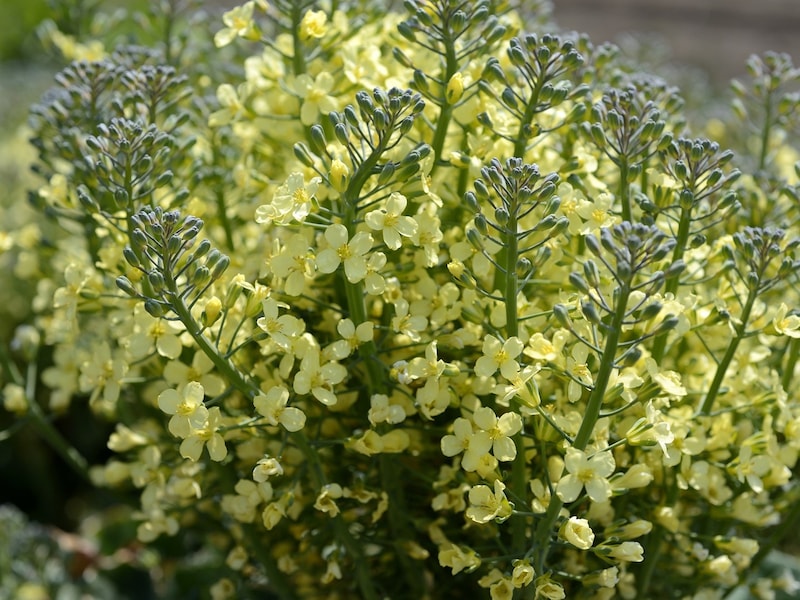 ブロッコリーの花も……菜の花！