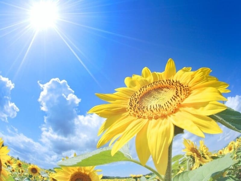 8月の時候の挨拶とは