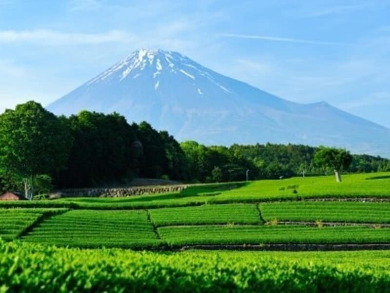 八十八夜は茶摘みの目安にもされていました