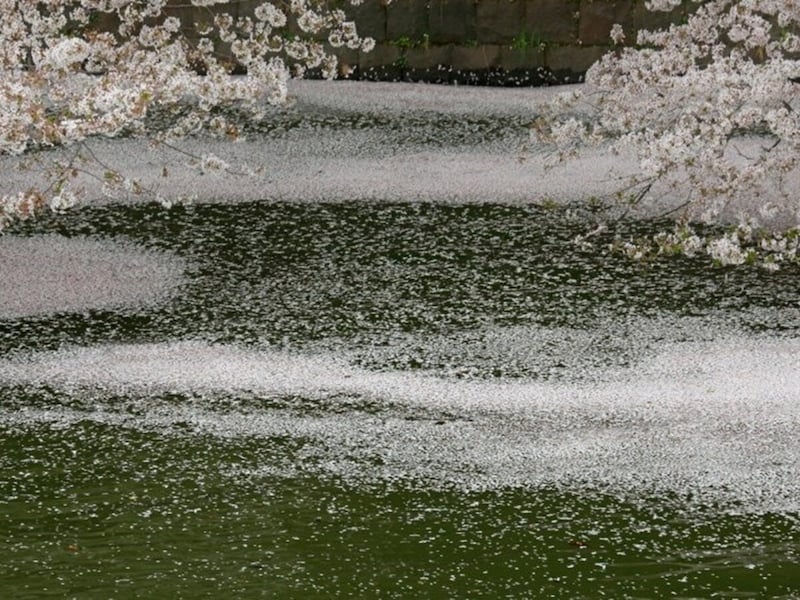 「花いかだ」「花の浮き橋」「桜影」など、水辺には美しい桜言葉がたくさんあります